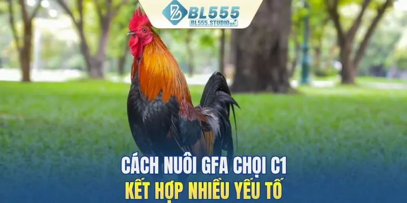 Cách nuôi gà chọi C1 yêu cầu kết hợp nhiều yếu tố