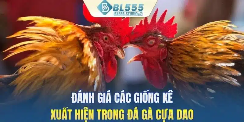 Đánh giá các giống kê xuất hiện trong đá gà cựa dao