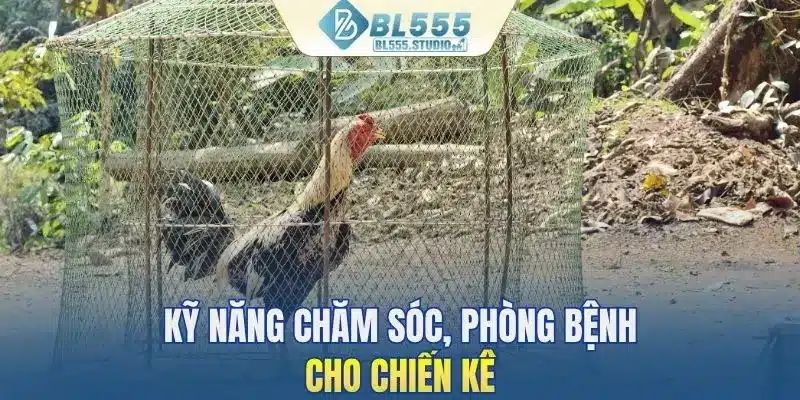 Kỹ năng chăm sóc, phòng bệnh cho chiến kê