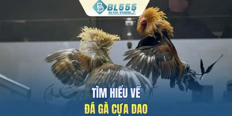 Tìm hiểu về đá gà cựa dao